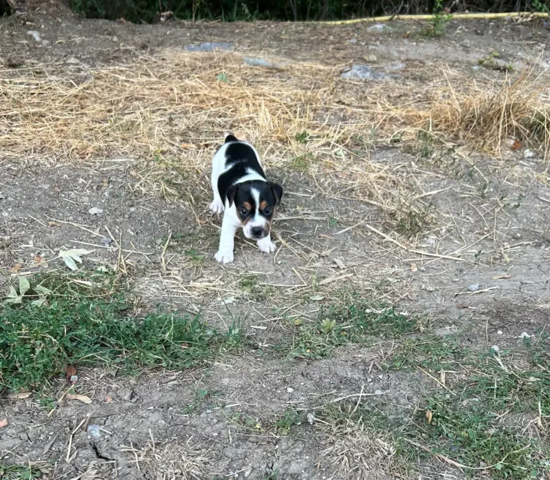 Balto, Jack Russell terrier, élevage Of Spirit Mountain