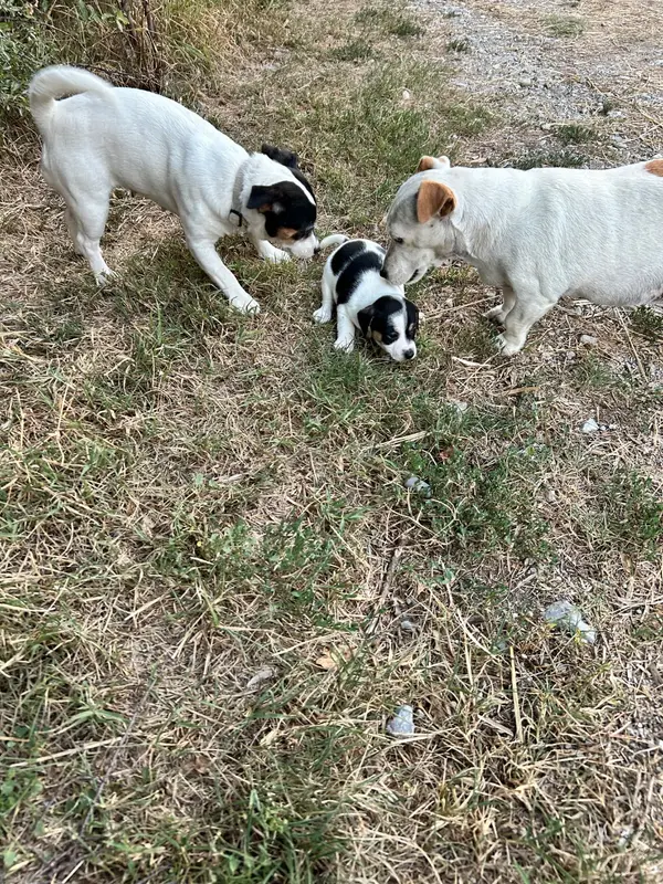 Betty, Jack Russell terrier, élevage Of Spirit Mountain