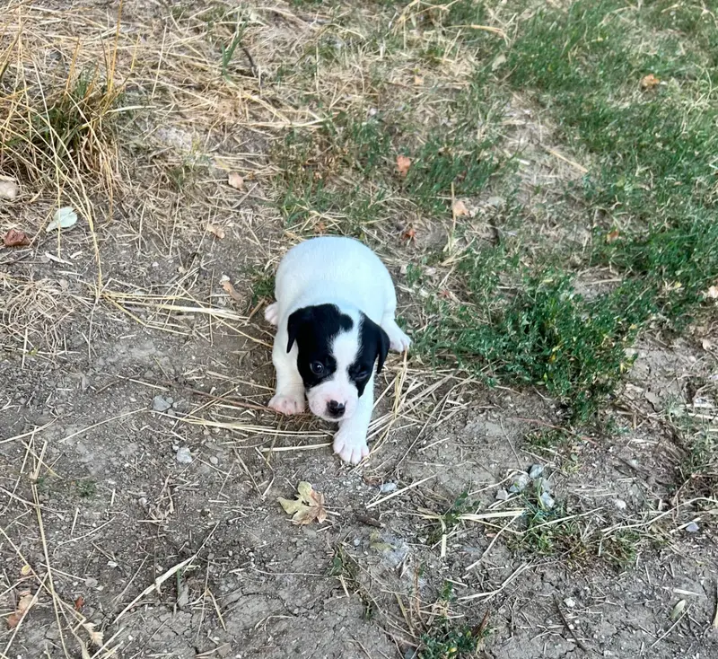 Bingo, Jack Russell terrier, élevage Of Spirit Mountain