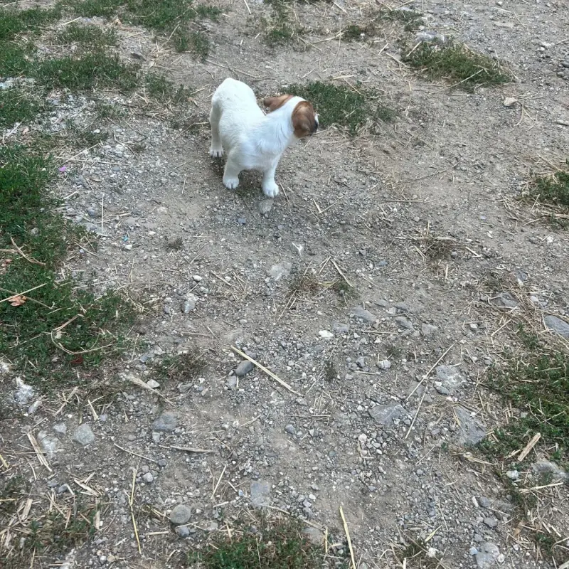 Portée de Jack Russell terrier, élevage Of Spirit Mountain