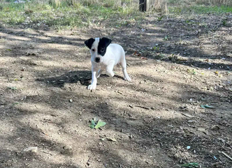 Biscotte, Jack Russell terrier, élevage Of Spirit Mountain