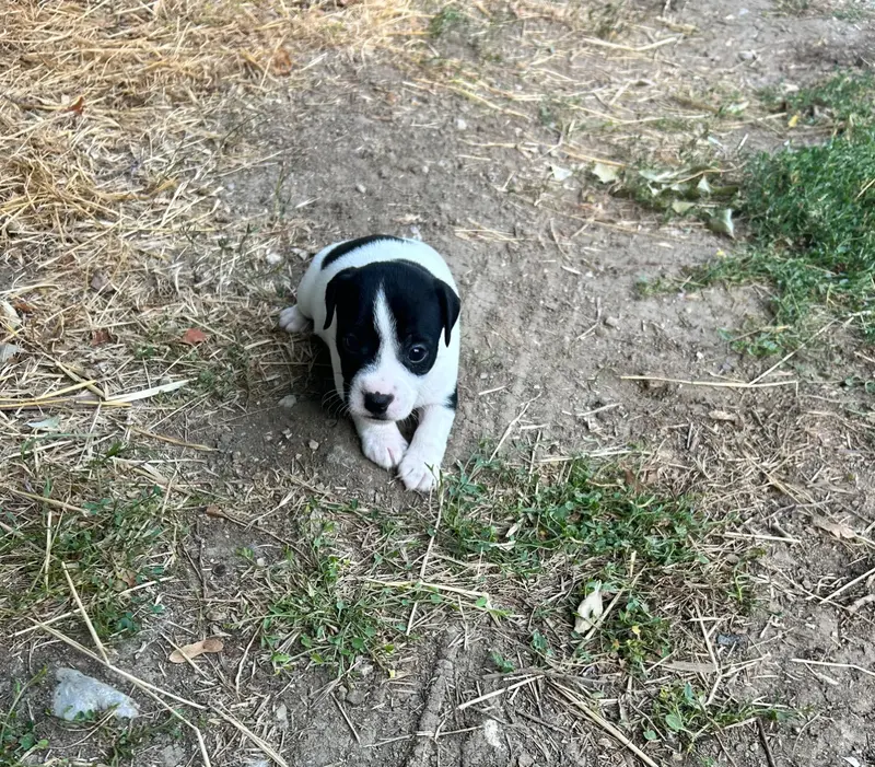 Bambou, Jack Russell terrier, élevage Of Spirit Mountain