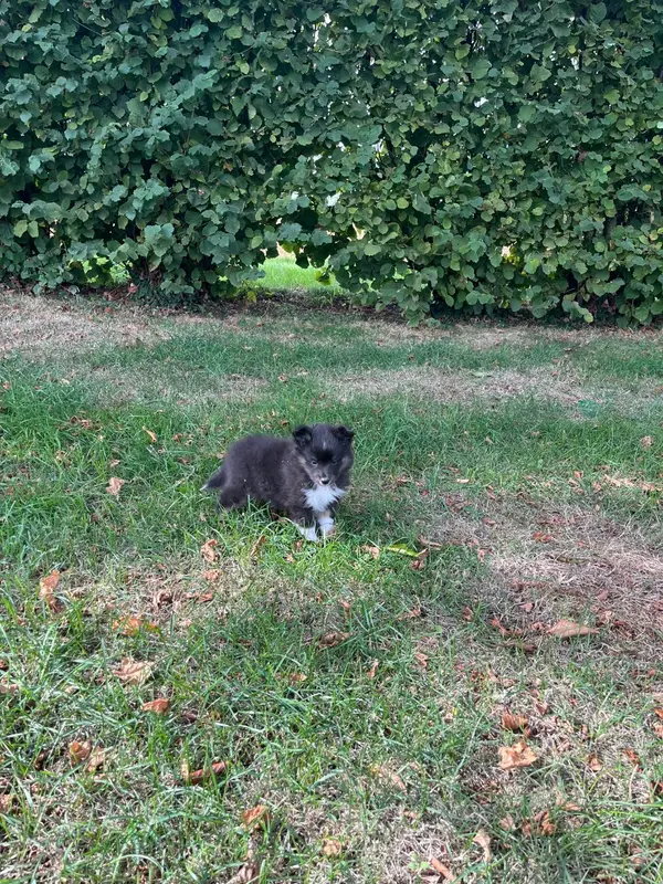 Photo de l'élevage Des Sentiers du Perche