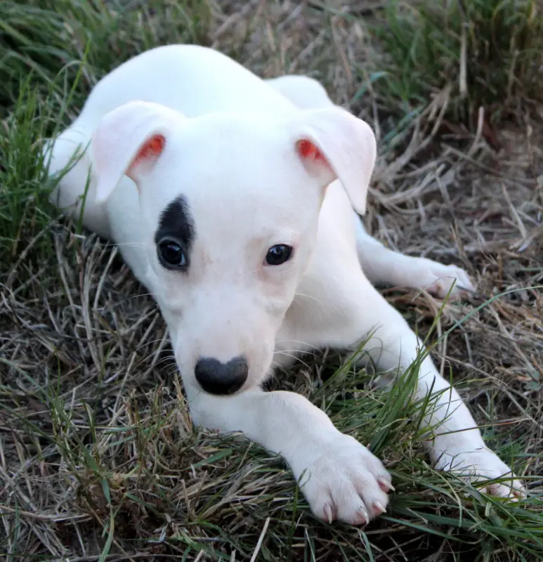 Portée de Whippet, élevage Des Filles d'Eole