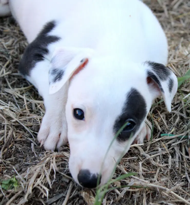 Borneo Island, Whippet, élevage Des Filles d'Eole