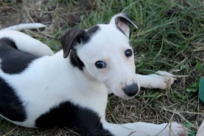 Portée de Whippet, élevage Des Filles d'Eole