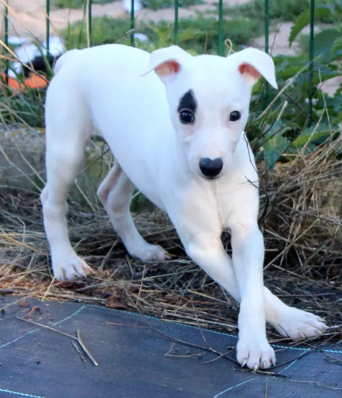 Portée de Whippet, élevage Des Filles d'Eole
