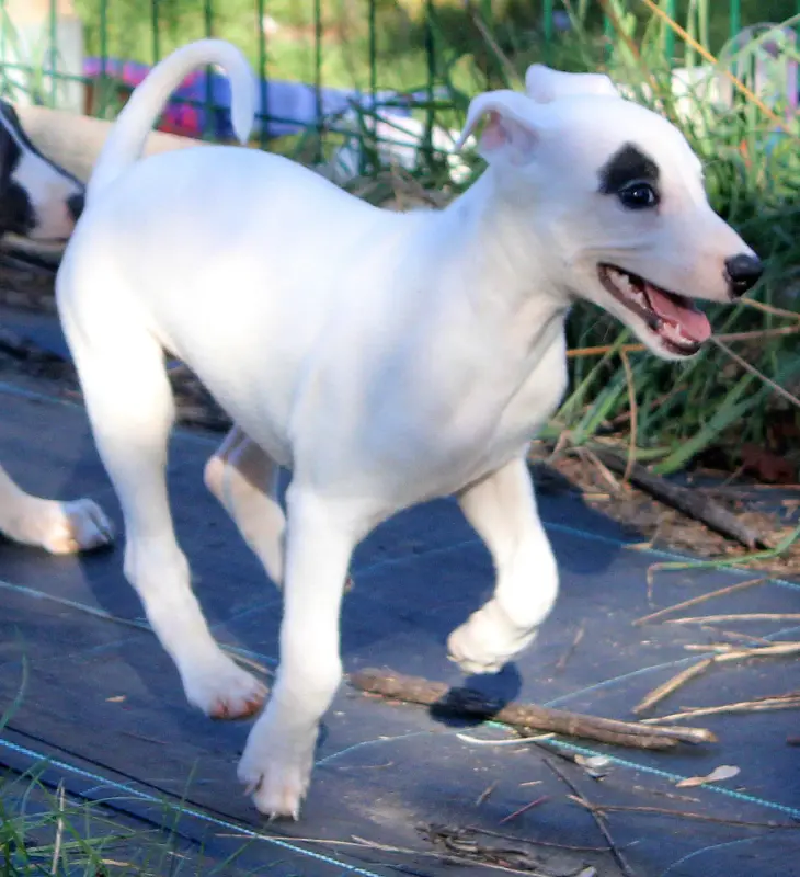 Portée de Whippet, élevage Des Filles d'Eole