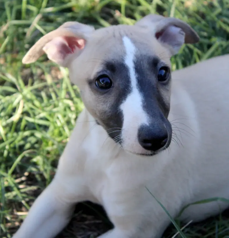 Barnabe, Whippet, élevage Des Filles d'Eole