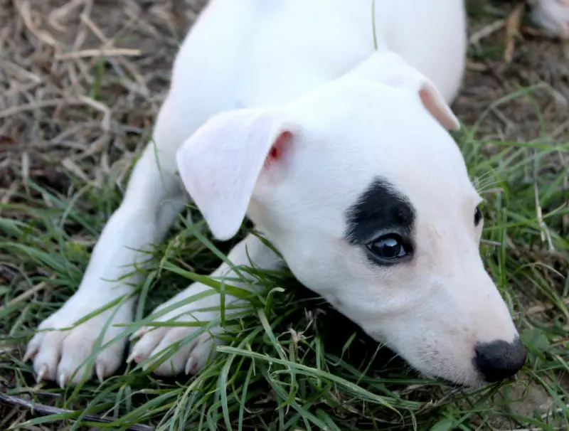 Baleares Islands, Whippet, élevage Des Filles d'Eole