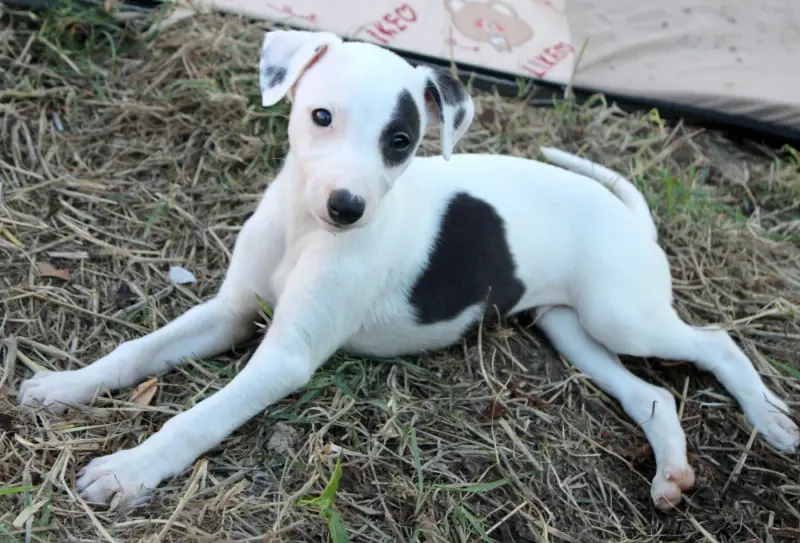 Portée de Whippet, élevage Des Filles d'Eole