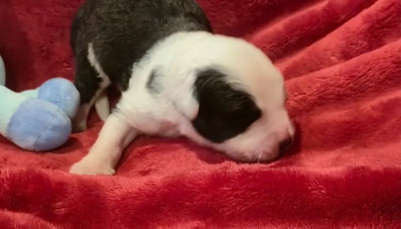 Chiot, Bobtail, élevage Du Clos de la Lizandiere