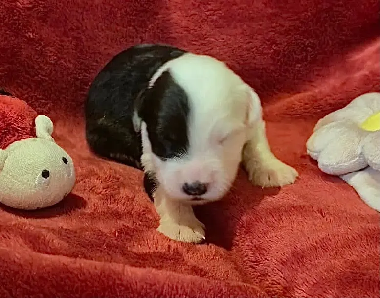 Chiot, Bobtail, élevage Du Clos de la Lizandiere