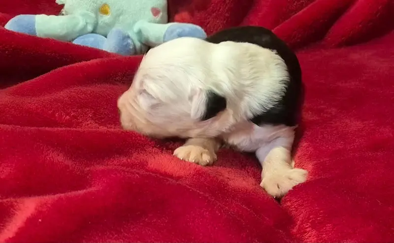 Chiot, Bobtail, élevage Du Clos de la Lizandiere