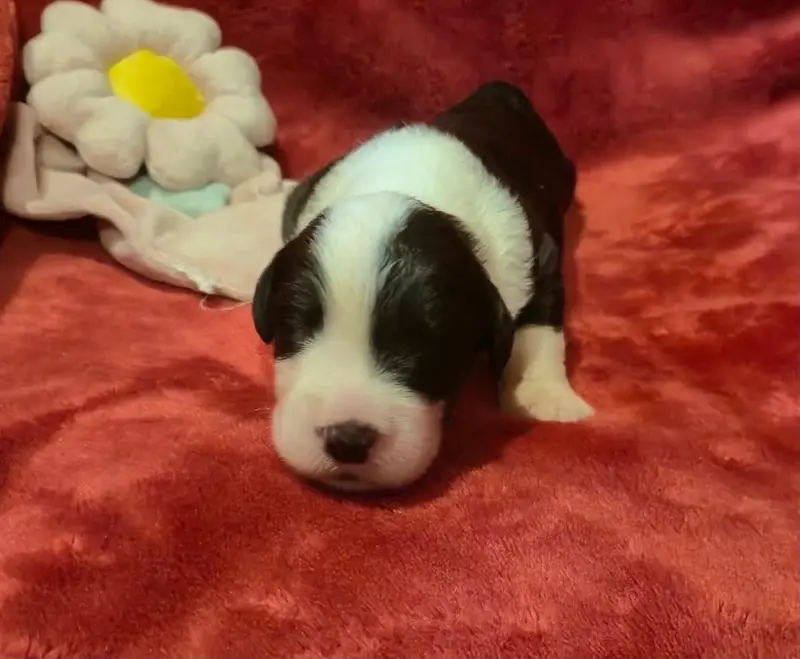 Chiot, Bobtail, élevage Du Clos de la Lizandiere