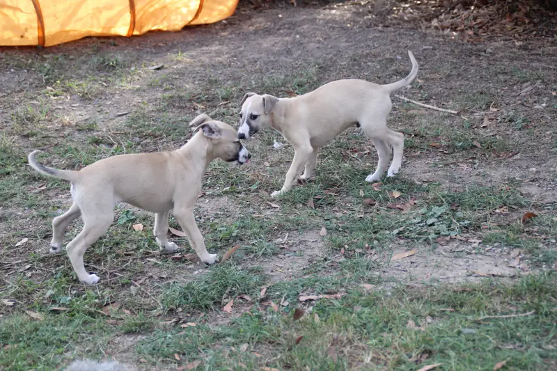Portée de Whippet, élevage Du Chene des Morinieres
