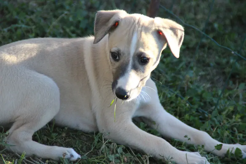 Portée de Whippet, élevage Du Chene des Morinieres