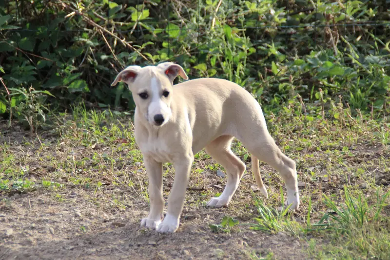 Blue, Whippet, élevage Du Chene des Morinieres