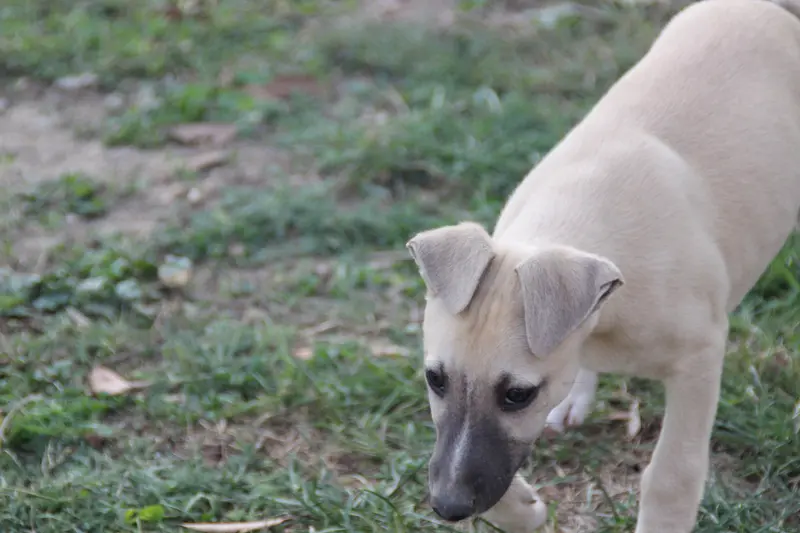 Bretzel, Whippet, élevage Du Chene des Morinieres