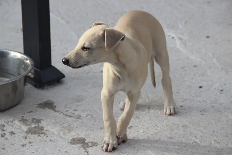 Bosley, Whippet, élevage Du Chene des Morinieres