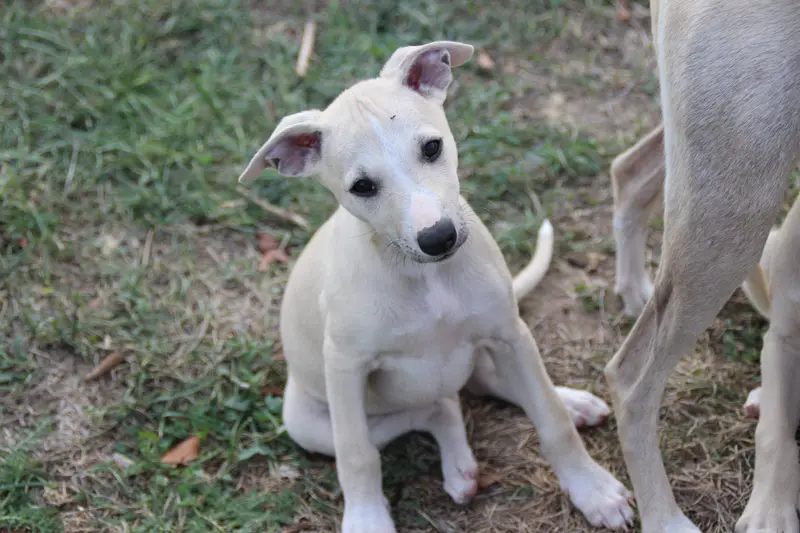 Chiot, Whippet, élevage Du Chene des Morinieres