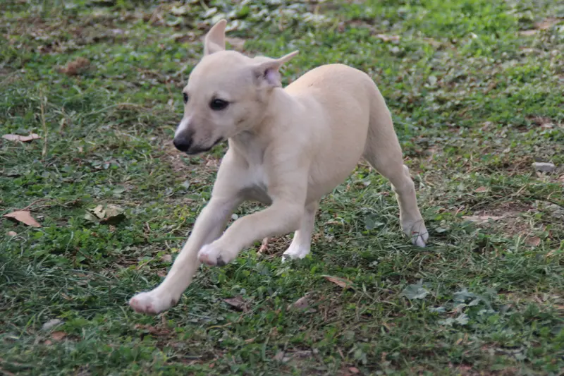 Portée de Whippet, élevage Du Chene des Morinieres