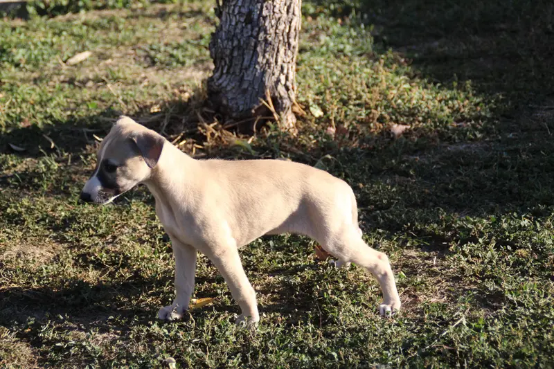 Portée de Whippet, élevage Du Chene des Morinieres
