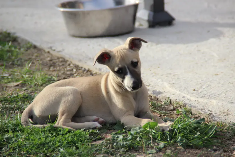 Bryane, Whippet, élevage Du Chene des Morinieres