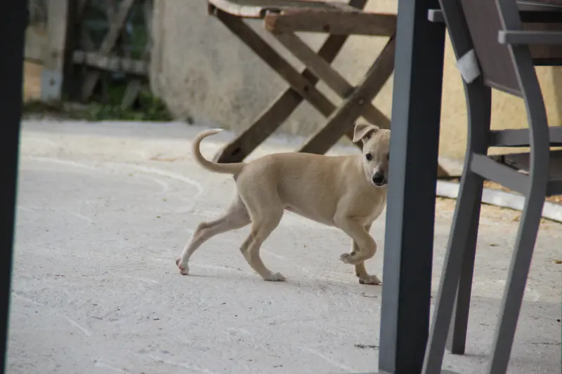 Portée de Whippet, élevage Du Chene des Morinieres