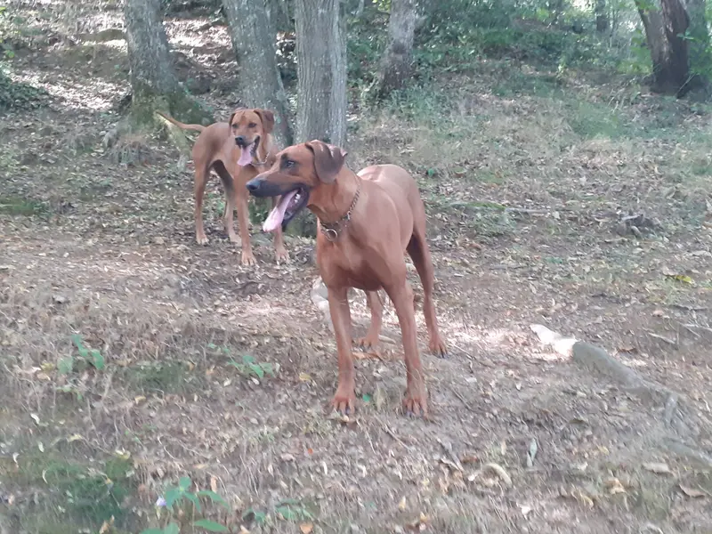 Photo de l'élevage Hells Rhodesian