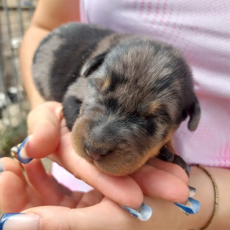 Portée de Beauceron, élevage Des Gardiens de Cendrillon