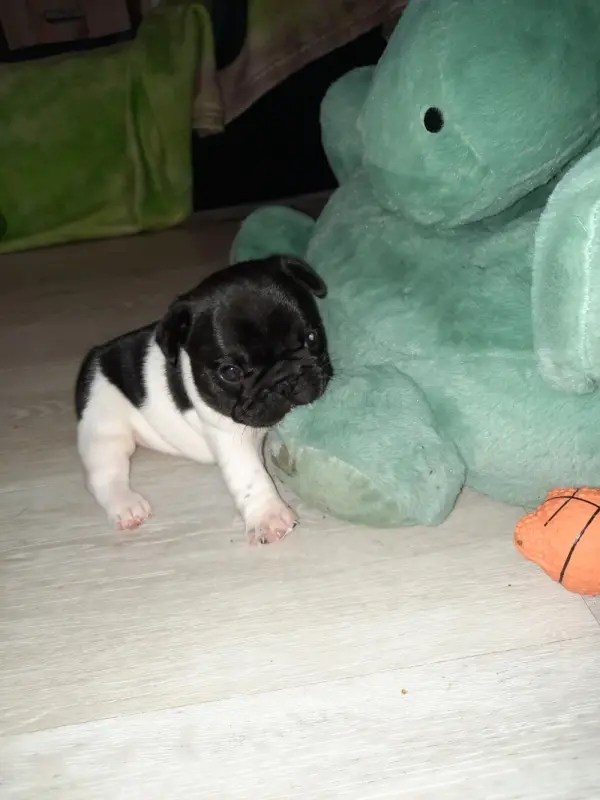 Photo de l'élevage Des Bouilles de Valdemanon