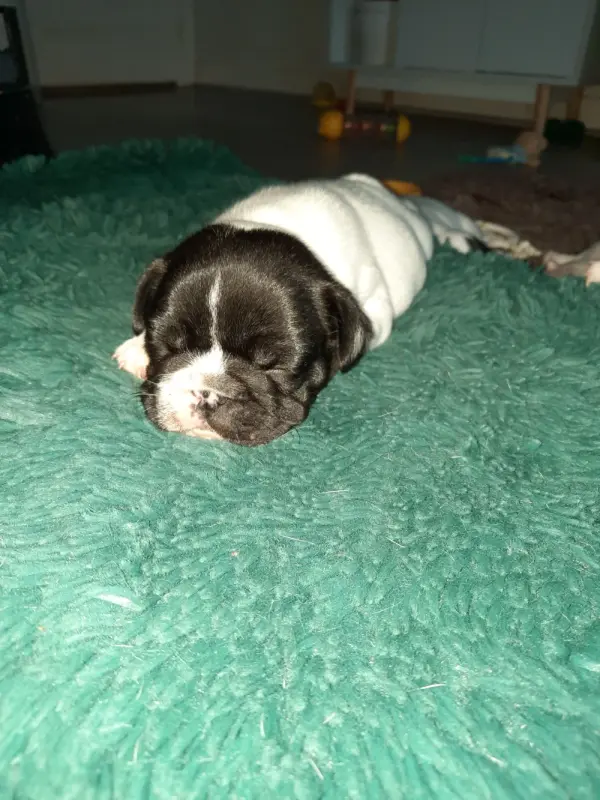 Photo de l'élevage Des Bouilles de Valdemanon