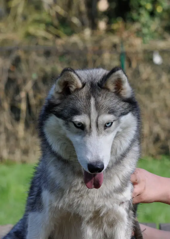 Mère de la portée de Husky sibérien, élevage Angel Inside's
