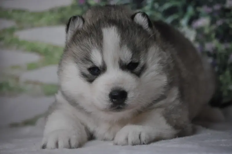 Portée de Husky sibérien, élevage Angel Inside's
