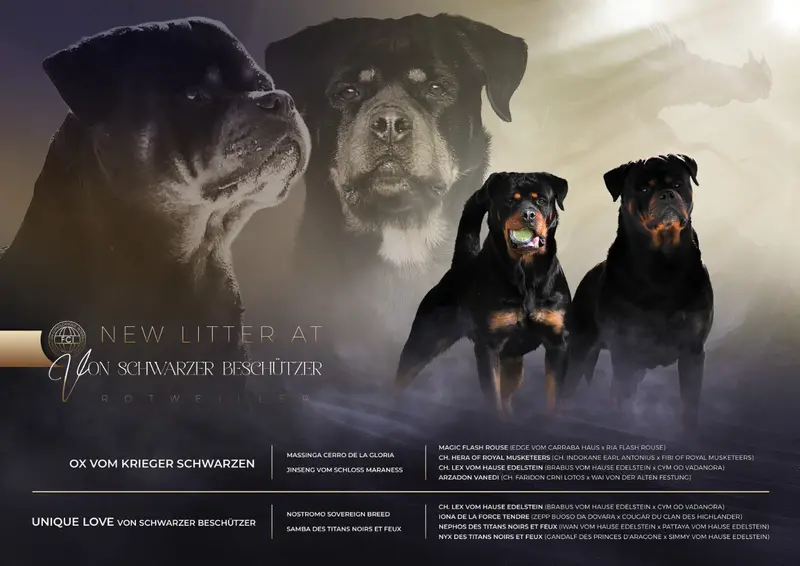 Portée de Rottweiler, élevage Von Schwarzer Beschutzer