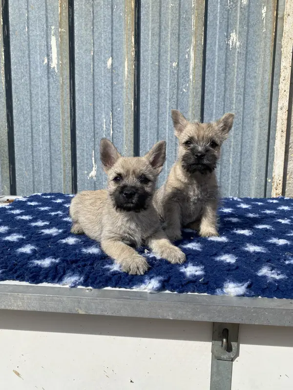Portée de Cairn terrier, élevage Feeling Cottage