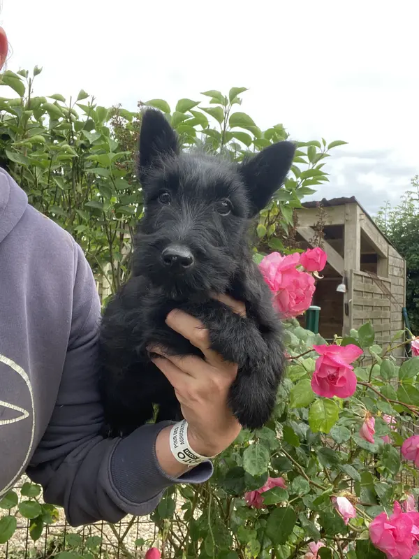 Portée de Terrier écossais, élevage Feeling Cottage