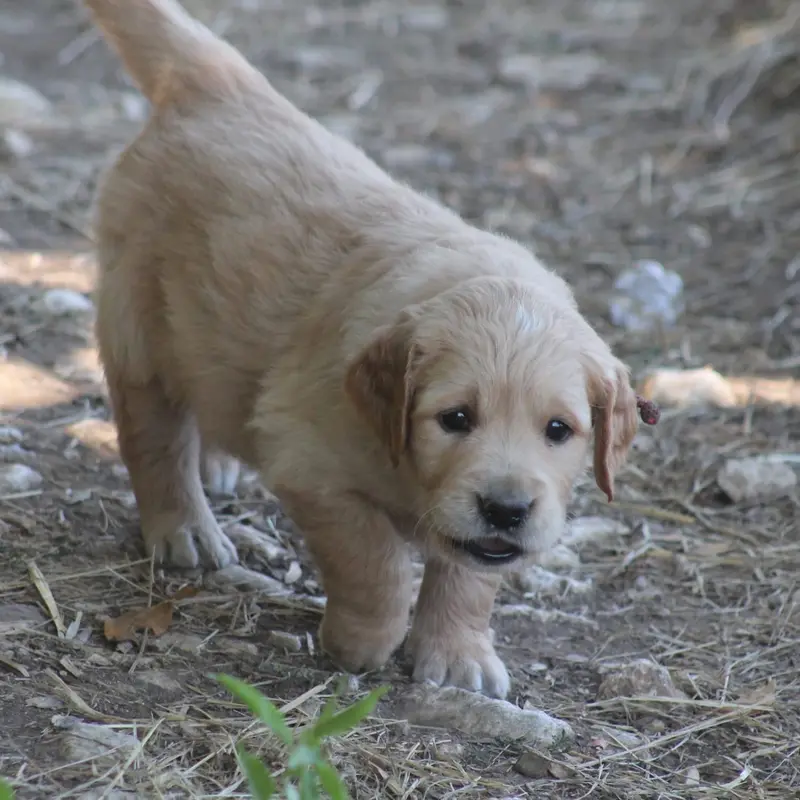 Portée de Golden retriever, élevage De l'Arche de Lolita