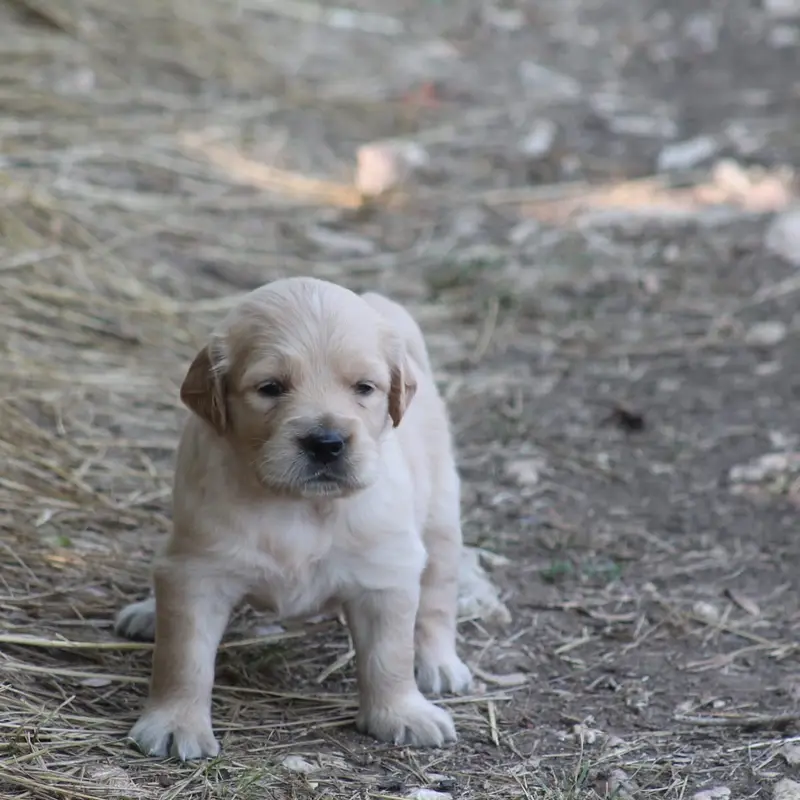 Portée de Golden retriever, élevage De l'Arche de Lolita