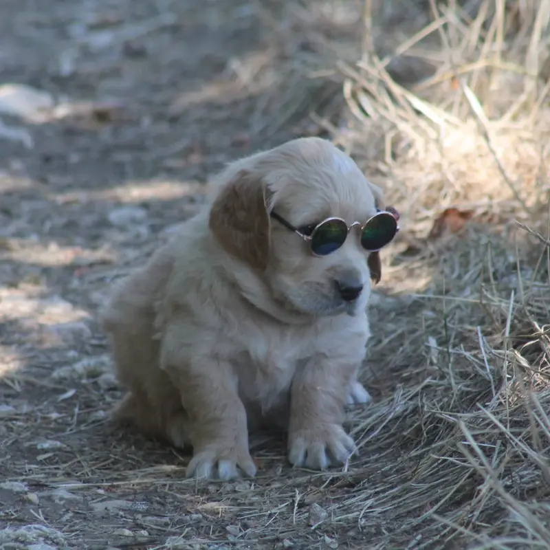 Portée de Golden retriever, élevage De l'Arche de Lolita
