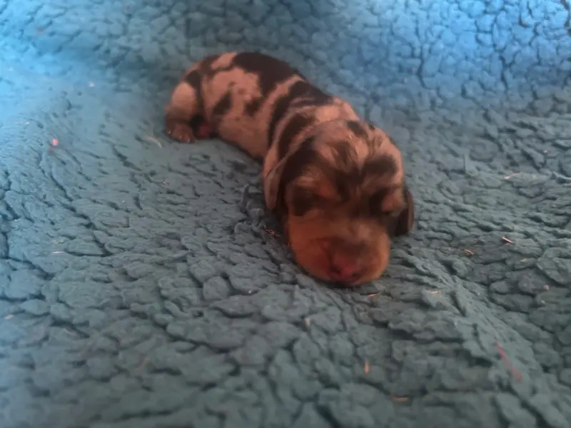 Chiot M2, Teckel, élevage De l'Arche de Lolita