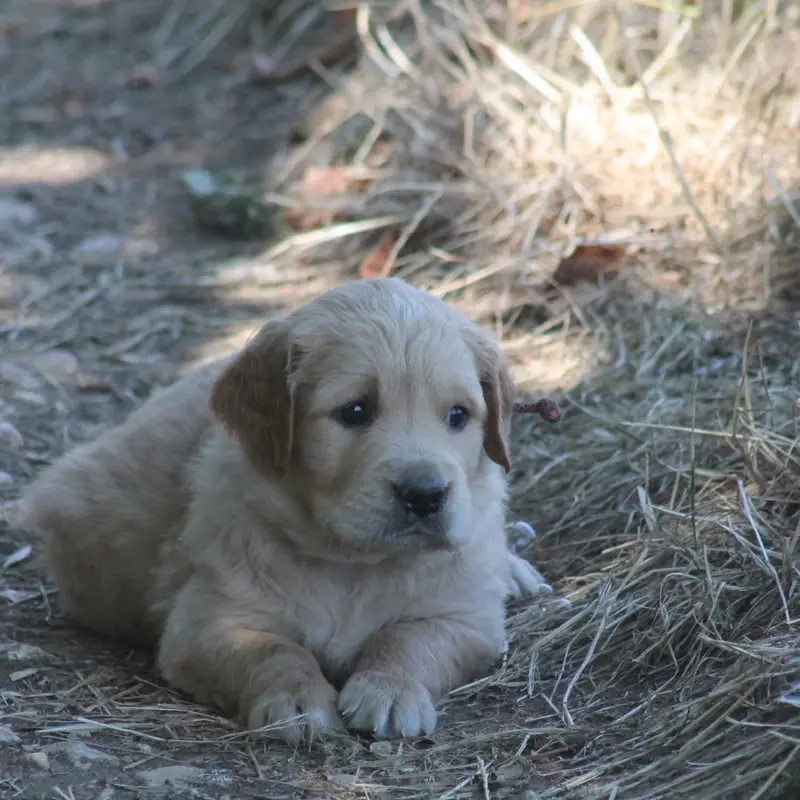 Portée de Golden retriever, élevage De l'Arche de Lolita