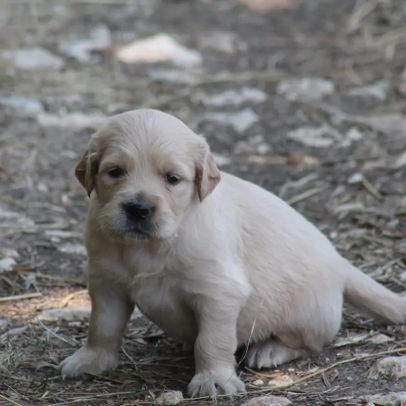Portée de Golden retriever, élevage De l'Arche de Lolita