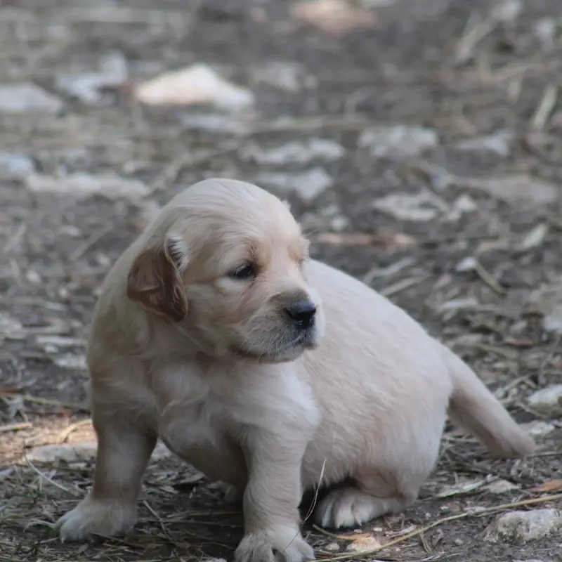 Portée de Golden retriever, élevage De l'Arche de Lolita
