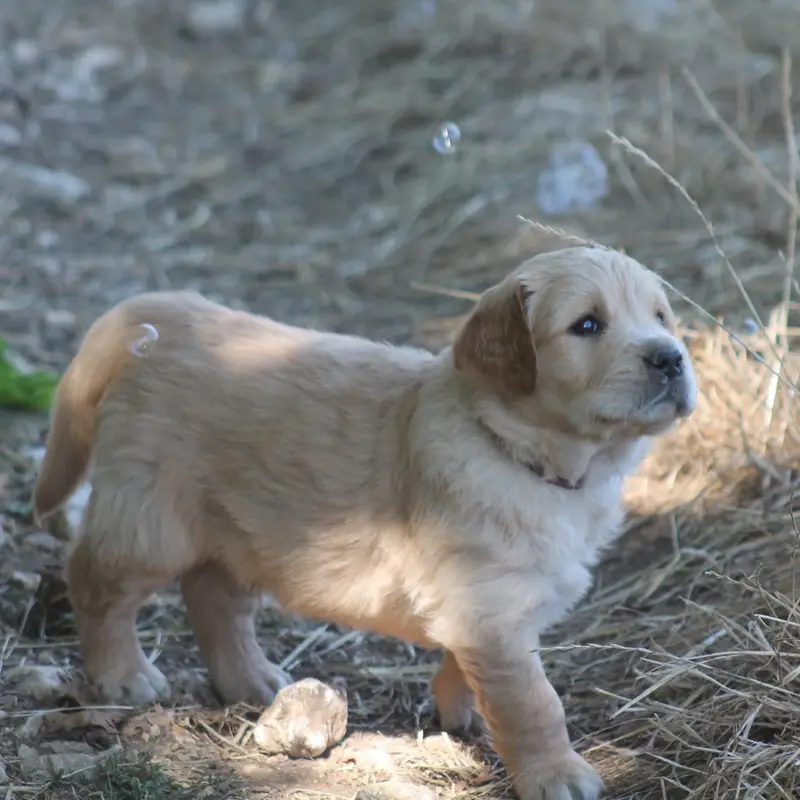 Portée de Golden retriever, élevage De l'Arche de Lolita
