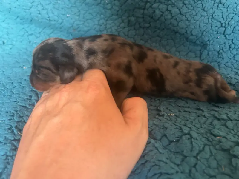 Chiot M1, Teckel, élevage De l'Arche de Lolita