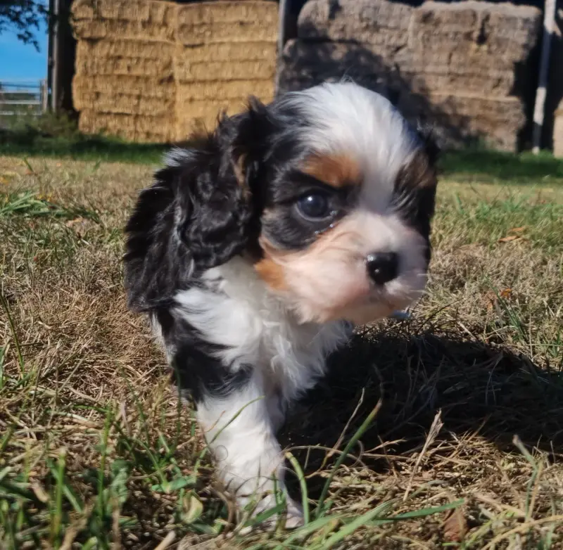 Portée de Cavalier King Charles, élevage Des Jardins de Vesco