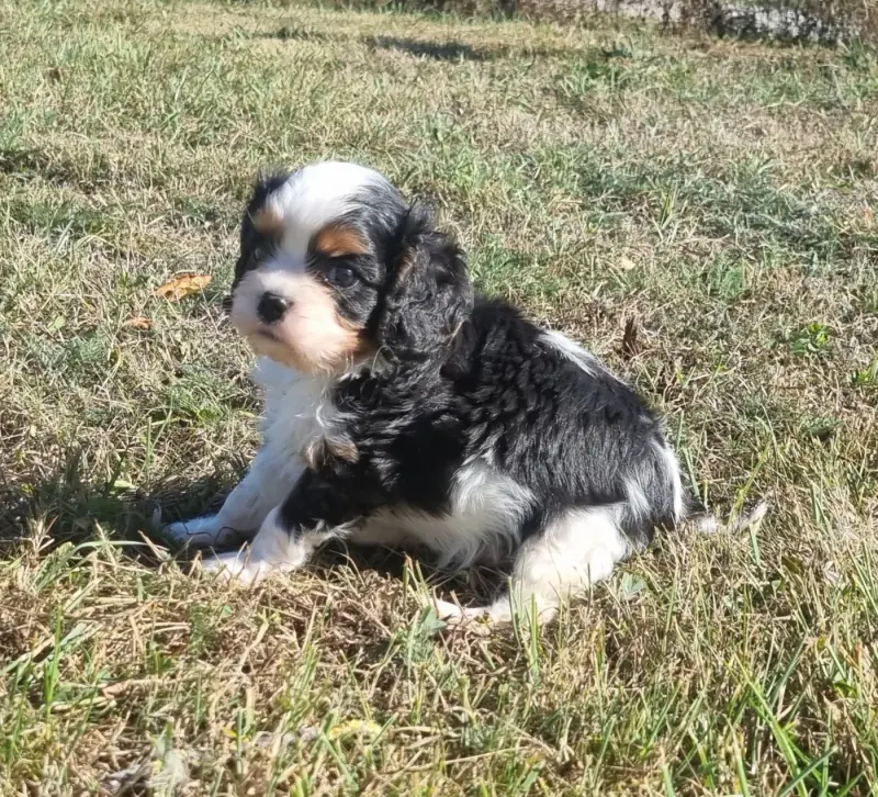 Mâle tricolore, Cavalier King Charles, élevage Des Jardins de Vesco