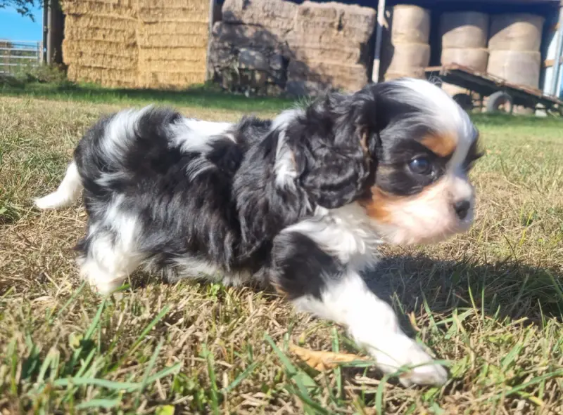 Portée de Cavalier King Charles, élevage Des Jardins de Vesco